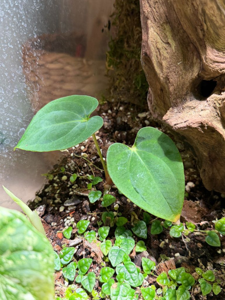 안스리움 다크피닉스--1