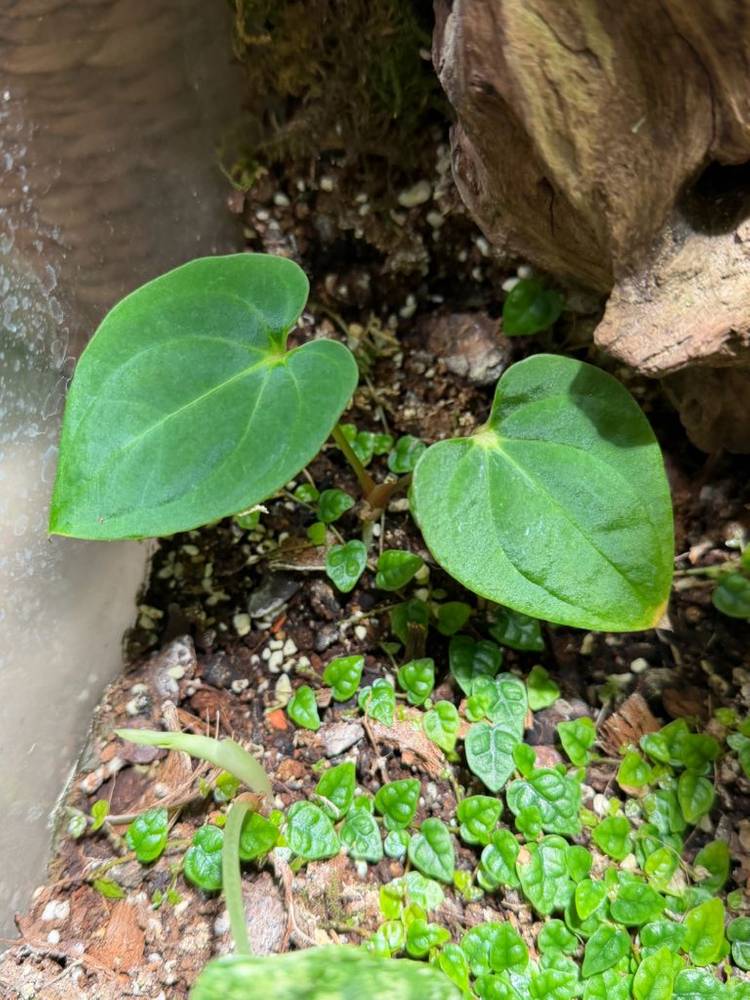 안스리움 다크피닉스--2