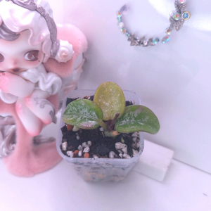 호야 마틸드 스플래쉬 #no2