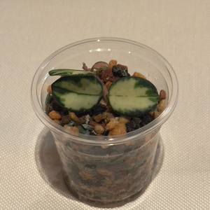 호야 마틸드 바리에가타 1번