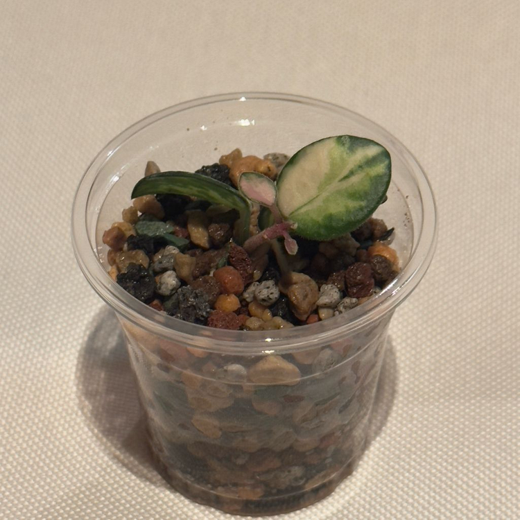 호야 마틸드 바리에가타 1번--1