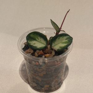 호야 마틸드 바리에가타 2번