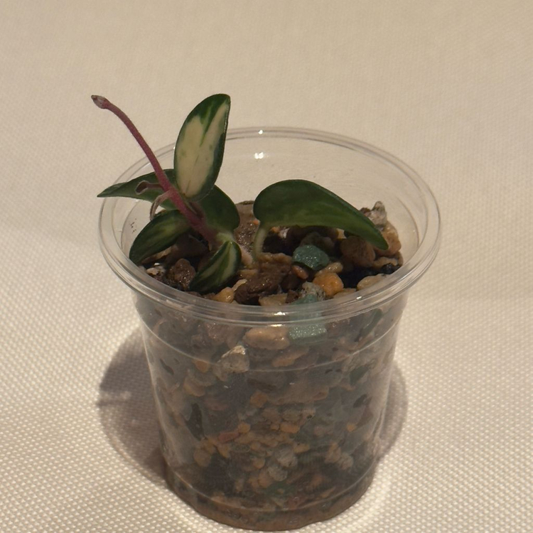 호야 마틸드 바리에가타 2번--1