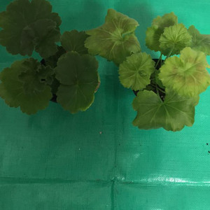 제라늄 판페이, 디아즈시레나