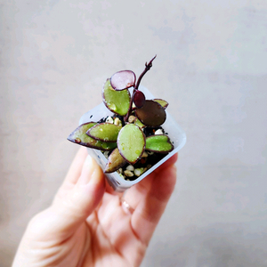 호야sp 칼라만탄미니