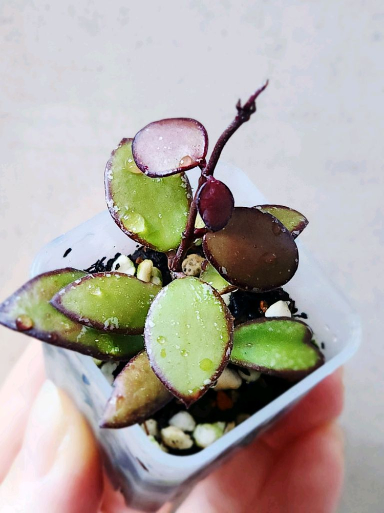 호야sp 칼라만탄미니--1