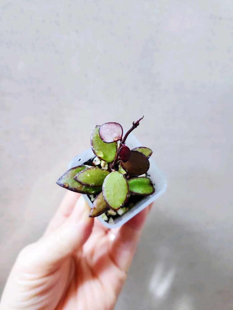 호야sp 칼라만탄미니--3