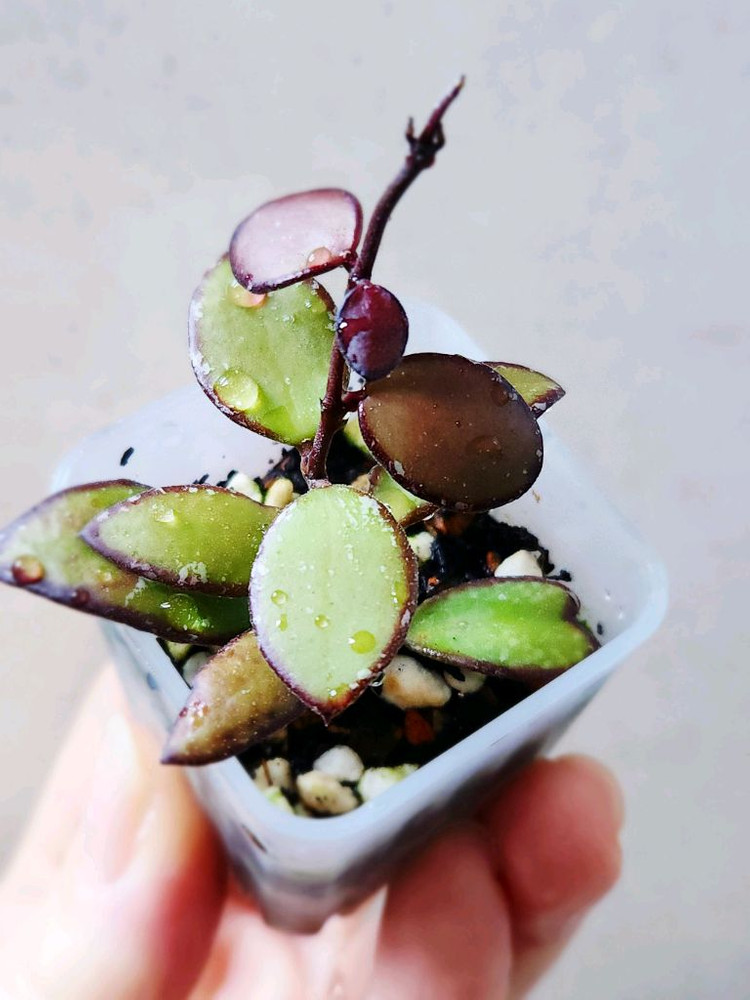 호야sp 칼라만탄미니--4