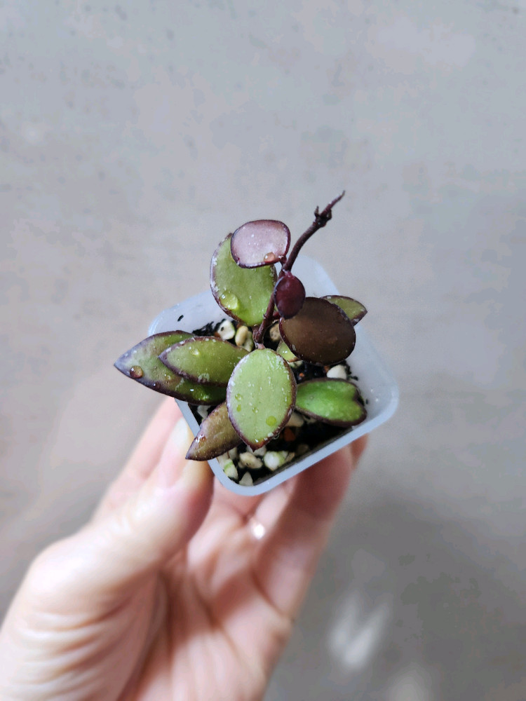 호야sp 칼라만탄미니--5