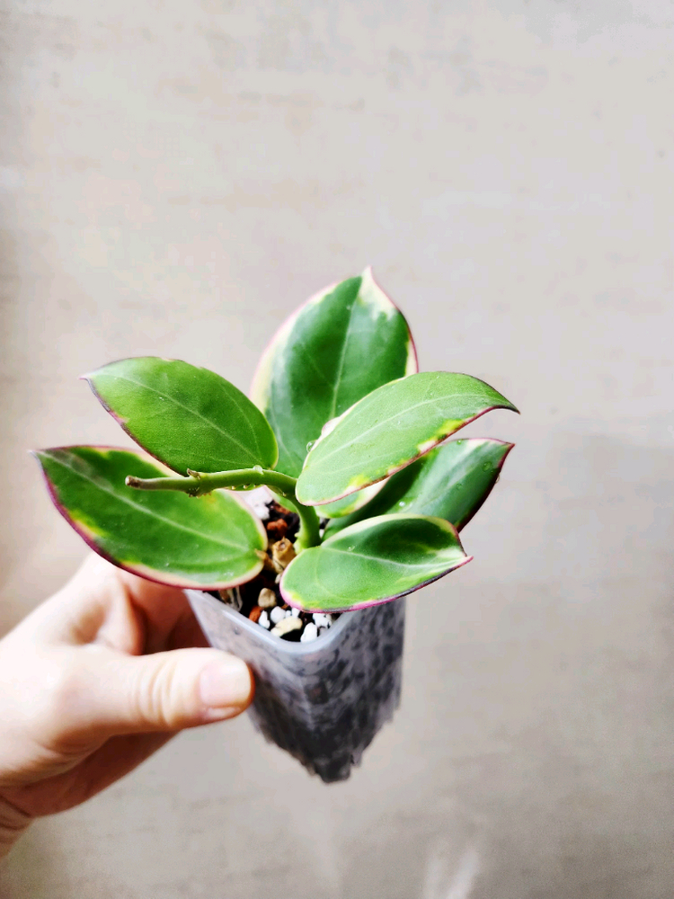 호야파라알보--2