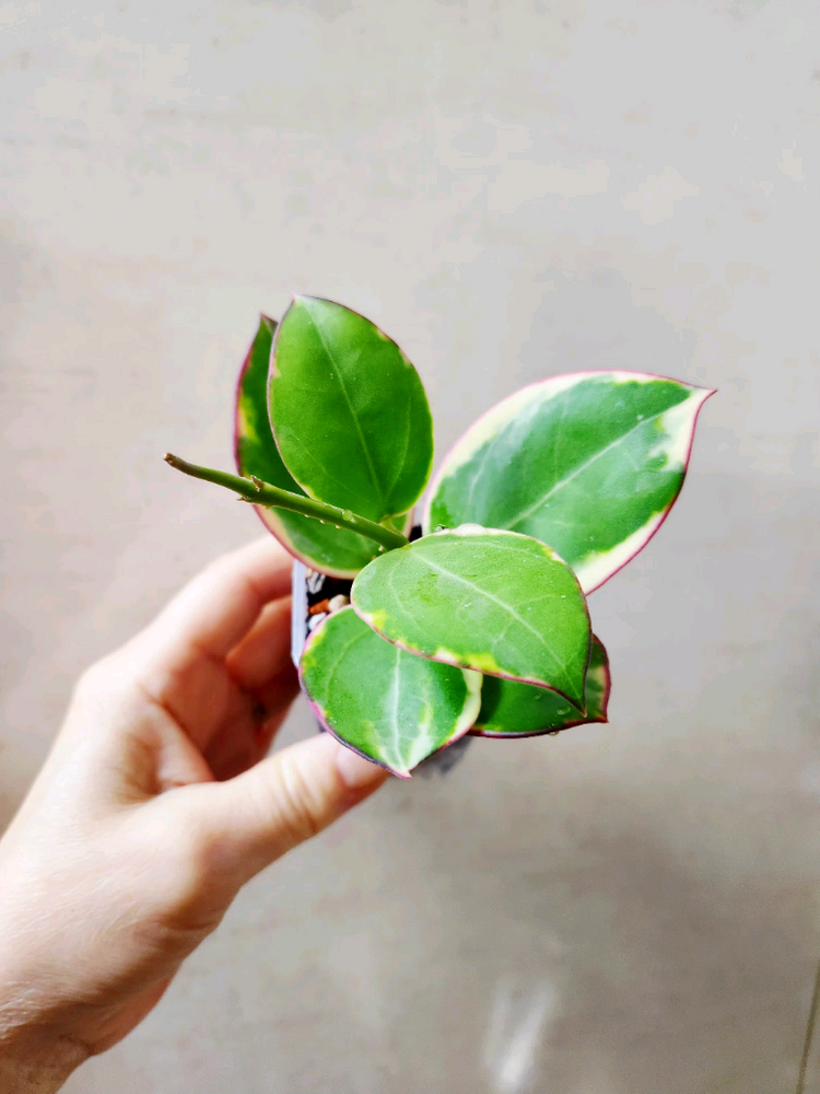 호야파라알보--3