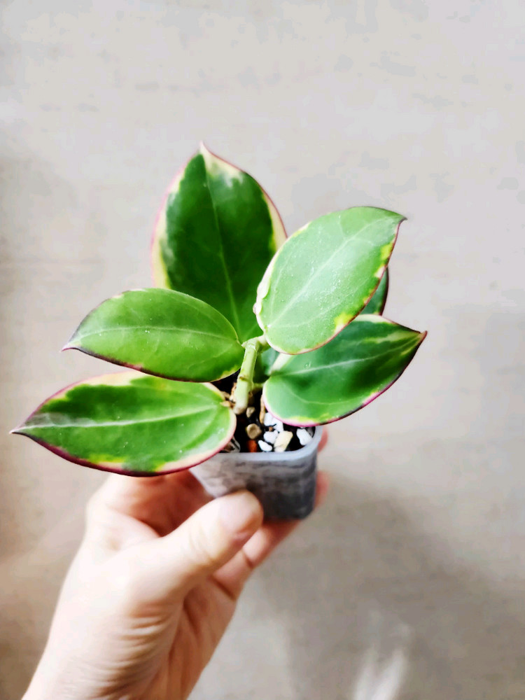 호야파라알보--4