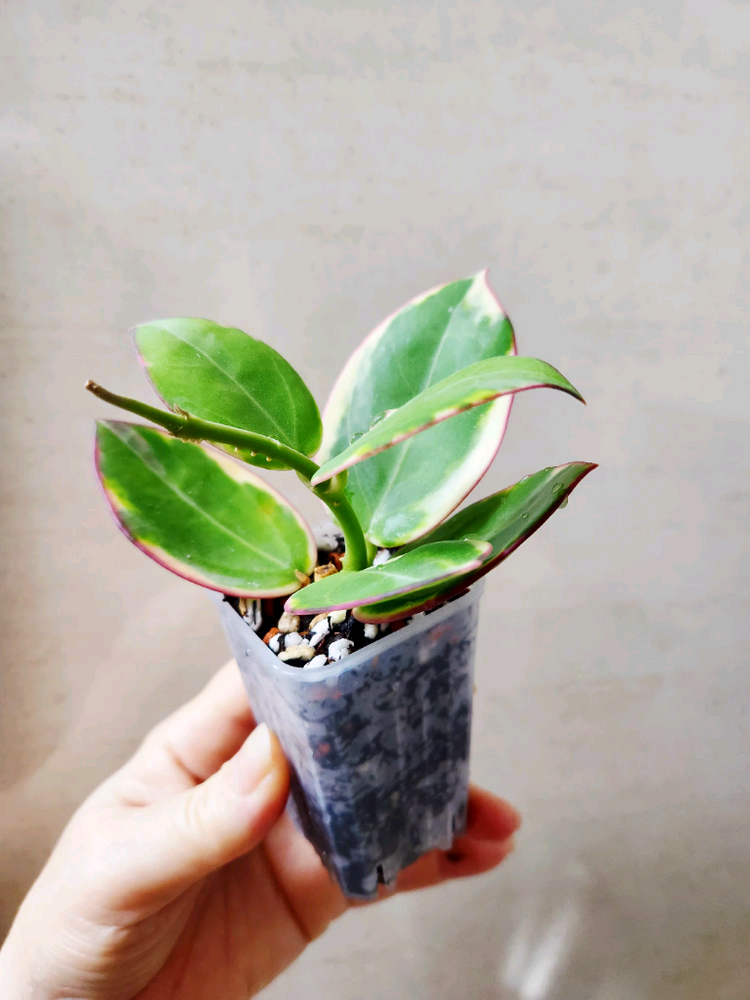 호야파라알보--5