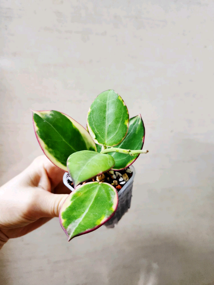 호야파라알보--6