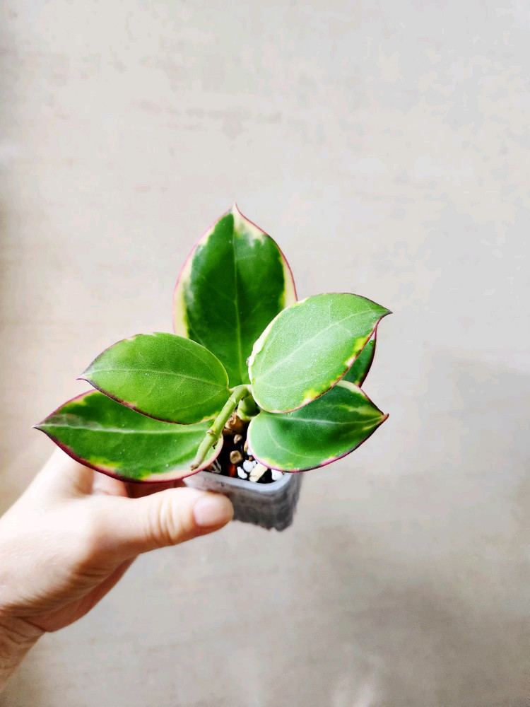 호야파라알보--7