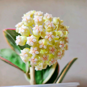 호야 파치클라다알보