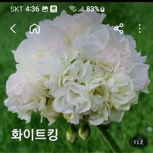 제라늄 ㅡ 화이트 킹