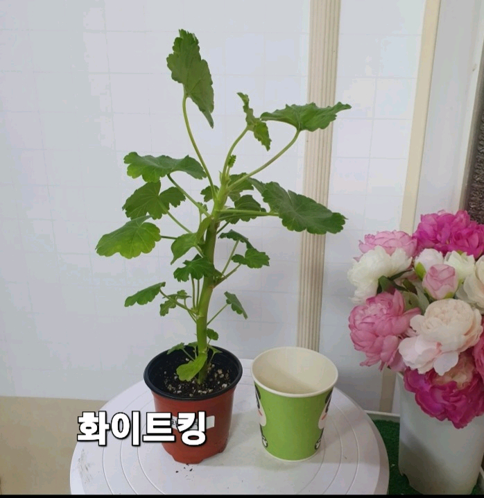 제라늄 ㅡ 화이트 킹--1