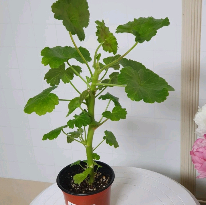 제라늄 ㅡ 화이트 킹--2