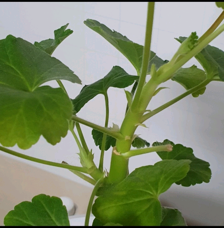 제라늄 ㅡ 화이트 킹--3