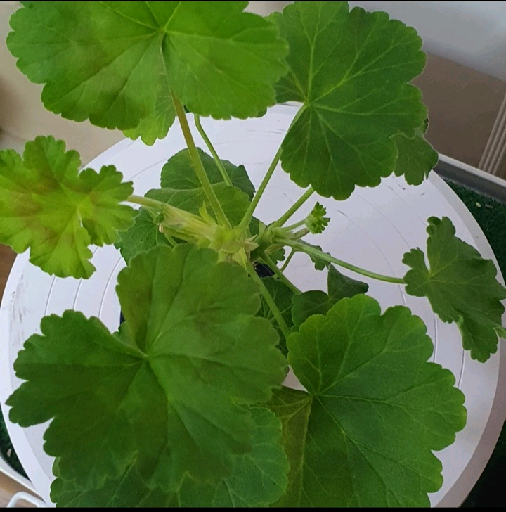 제라늄 ㅡ 화이트 킹--4