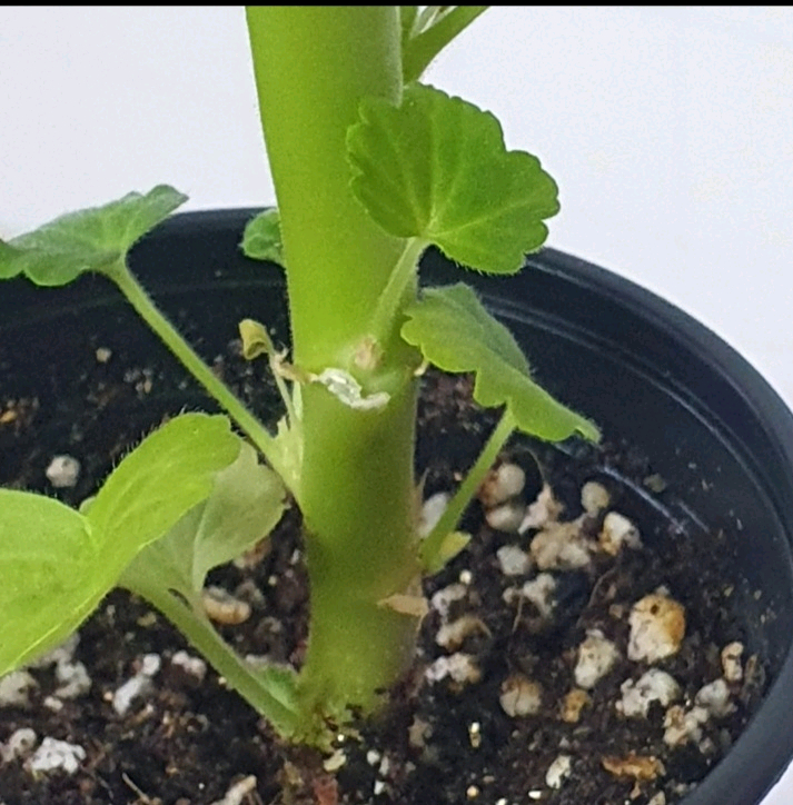 제라늄 ㅡ 화이트 킹--5