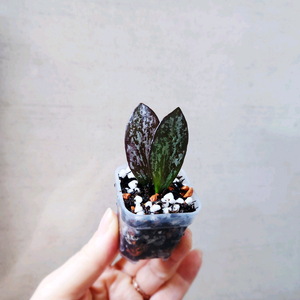 호야콜리나파푸아