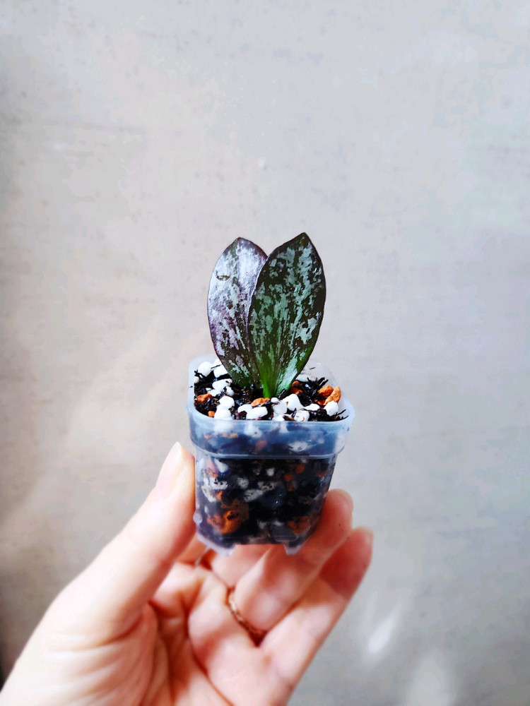 호야콜리나파푸아--1