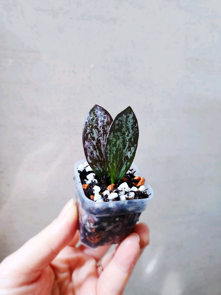 호야콜리나파푸아--2