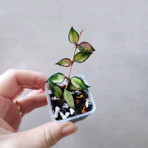 호야라쿠노사 바리에가타