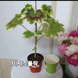 제라늄 ㅡ 미시즈폴락