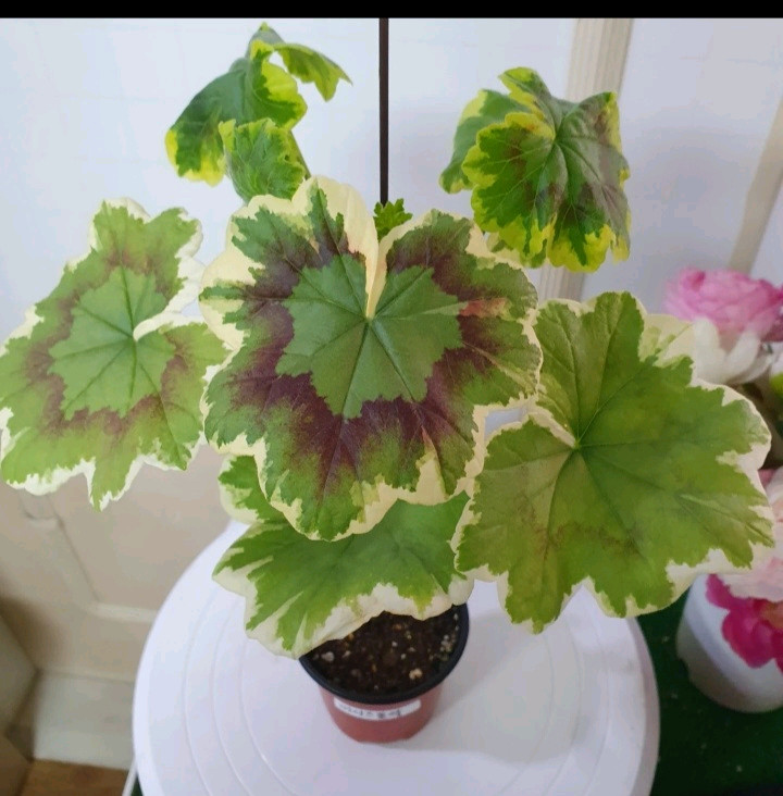 제라늄 ㅡ 미시즈폴락--1