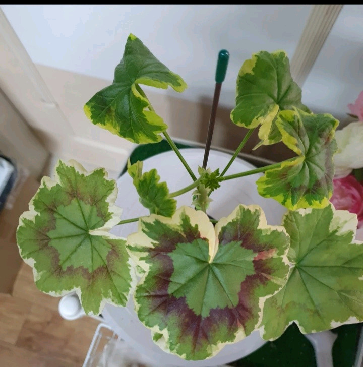 제라늄 ㅡ 미시즈폴락--2