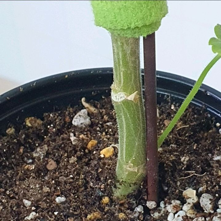 제라늄 ㅡ 미시즈폴락--3