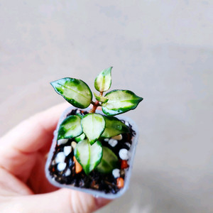 호야트리칼라브루노