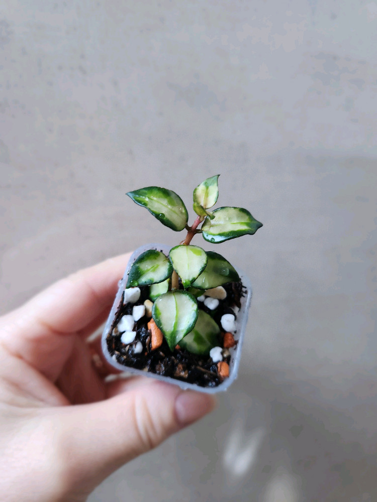 호야트리칼라브루노--1