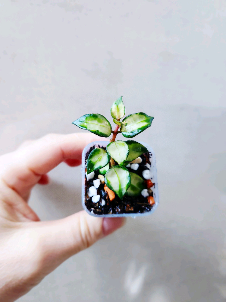 호야트리칼라브루노--2