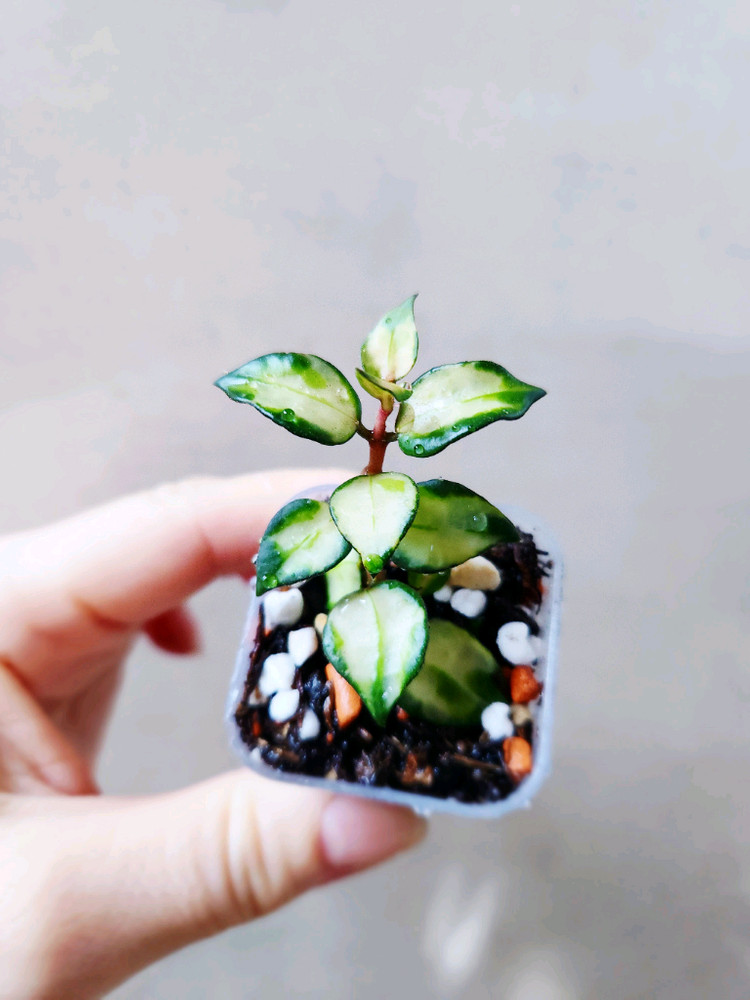 호야트리칼라브루노--3