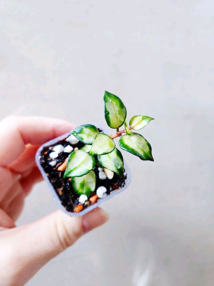 호야트리칼라브루노--4