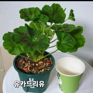 제라늄 ㅡ 유카드리유