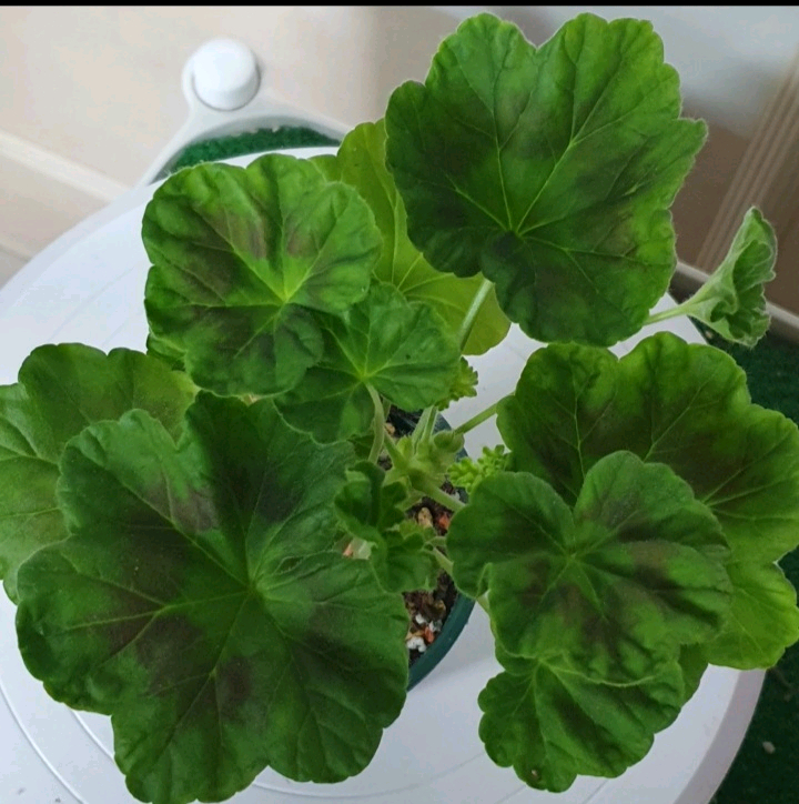 제라늄 ㅡ 유카드리유--1