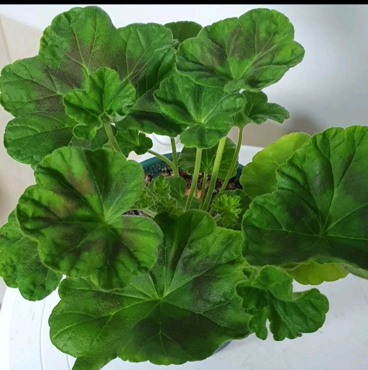 제라늄 ㅡ 유카드리유--2