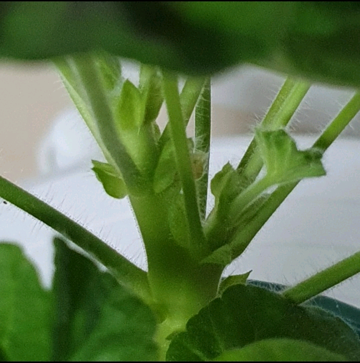 제라늄 ㅡ 유카드리유--3