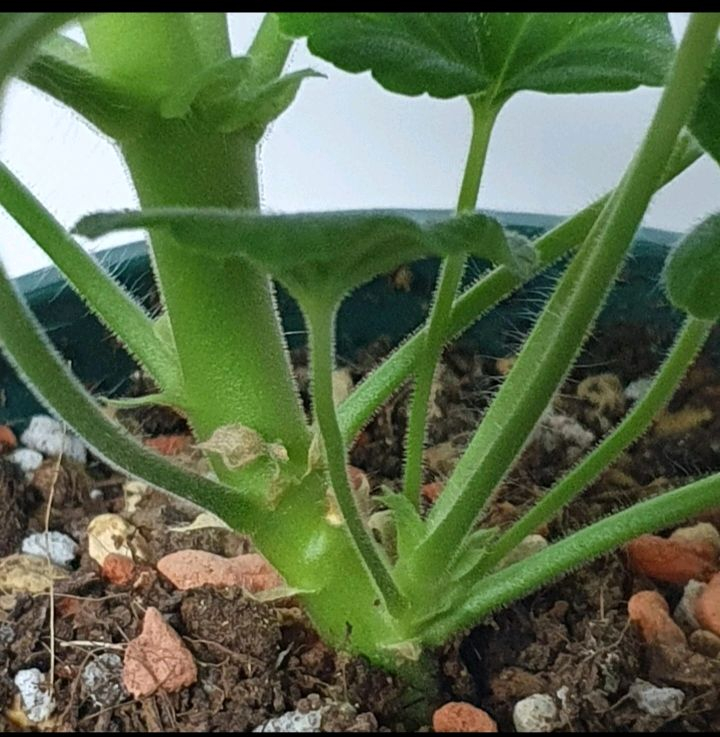 제라늄 ㅡ 유카드리유--4