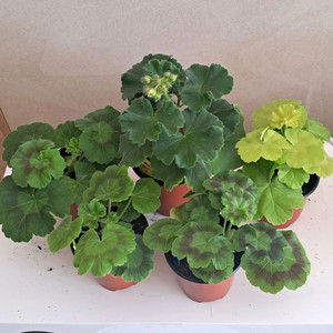 러시아제라늄착한가격