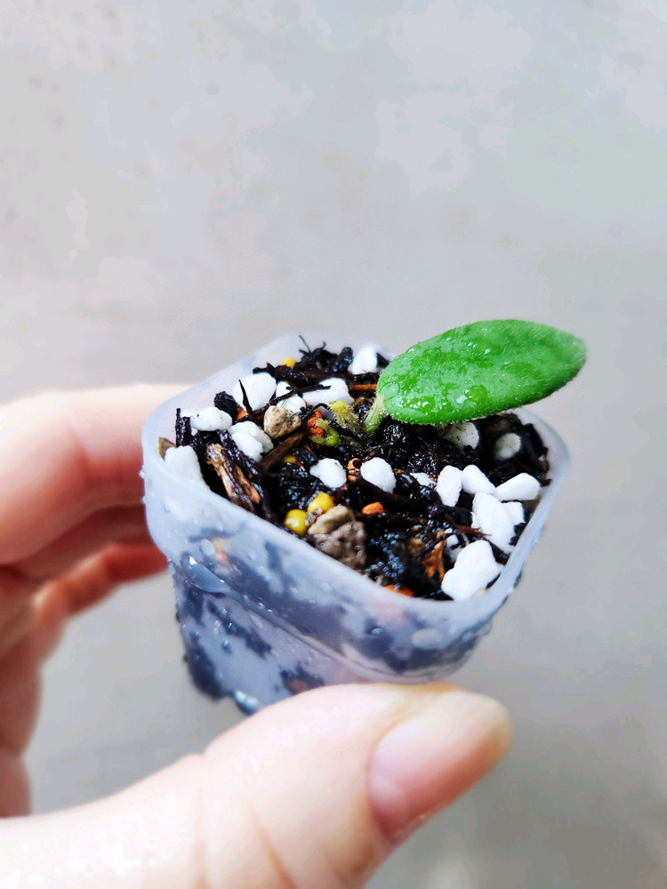 호야에다마메--1