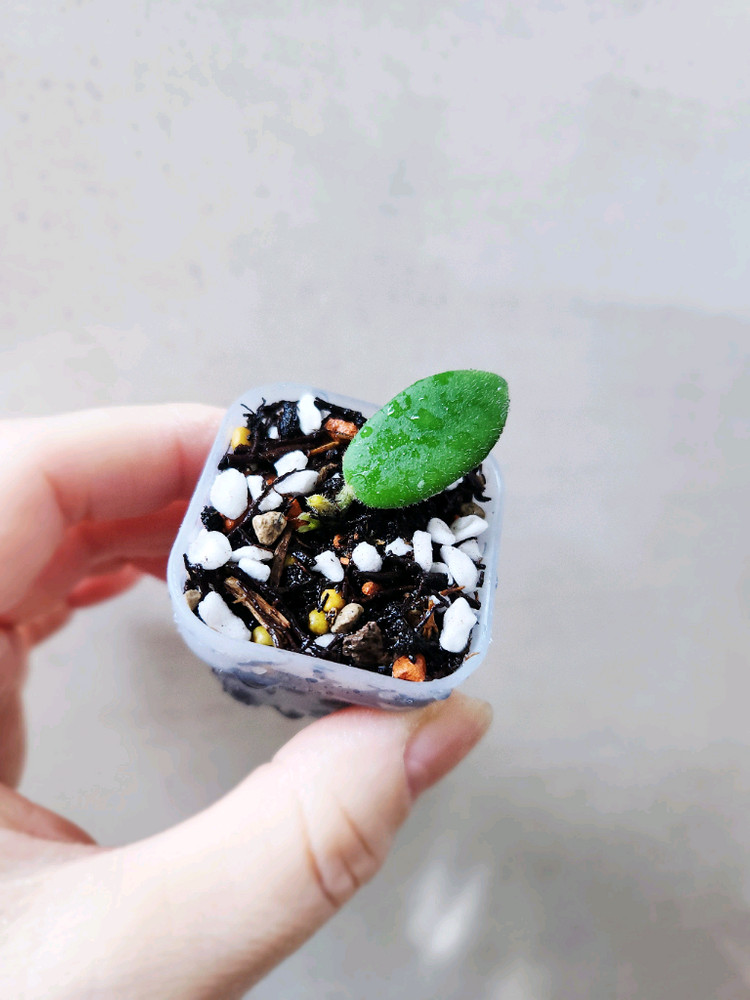 호야에다마메--2