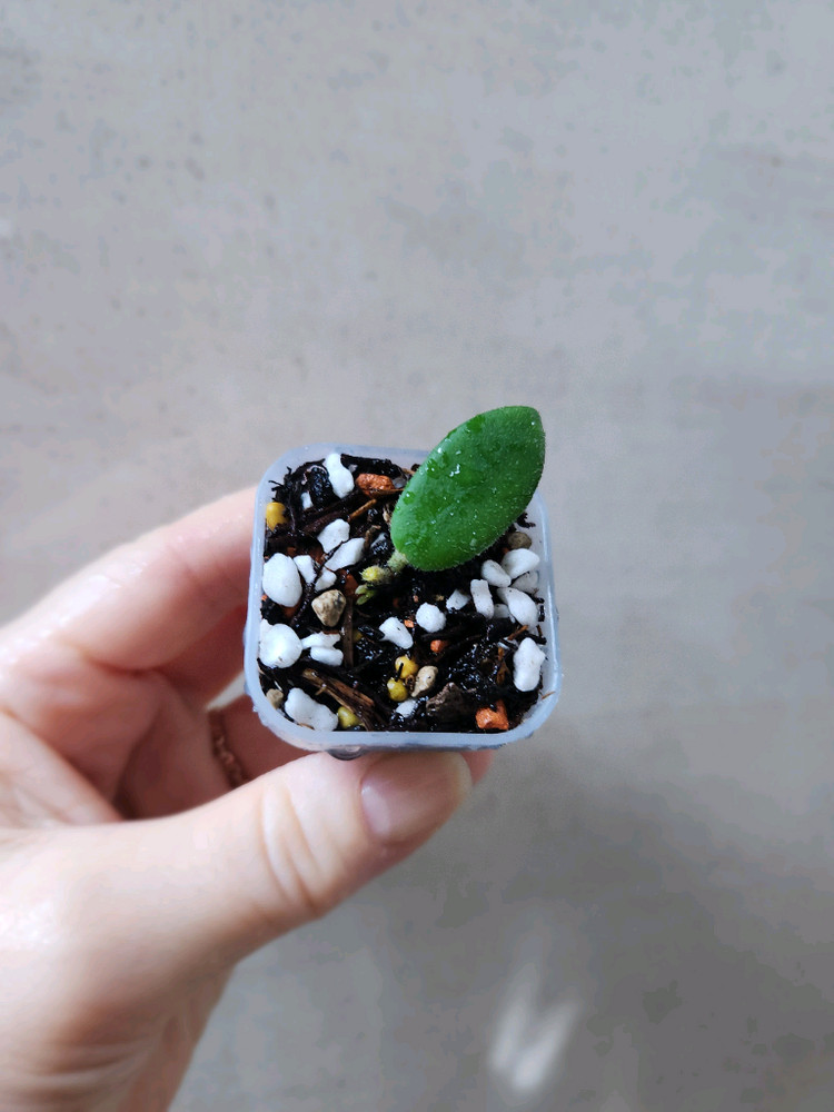 호야에다마메--3