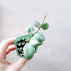 호야라쿠노사 민트코인