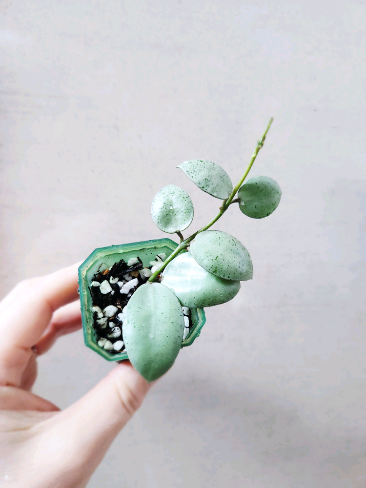 호야라쿠노사 민트코인--1